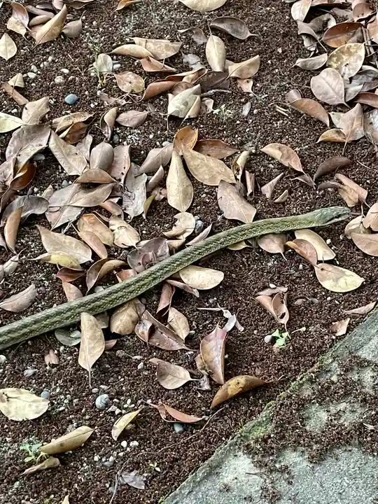 丹南天満宮の動物