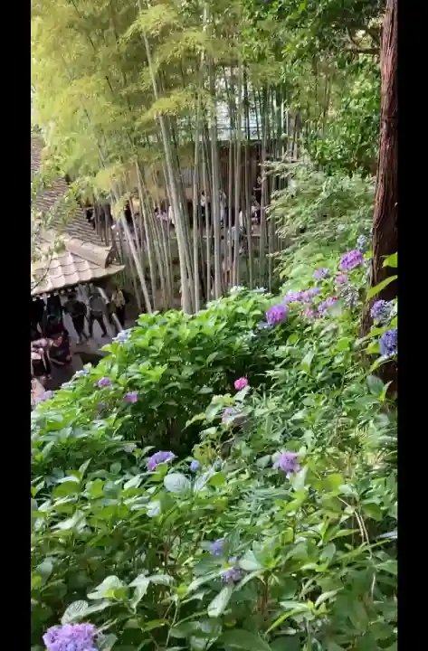 長谷寺(神奈川県)