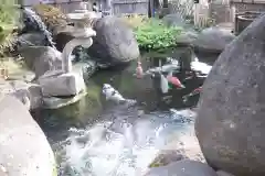 妙善寺の動物