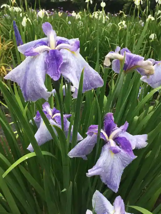 伊佐須美神社の自然
