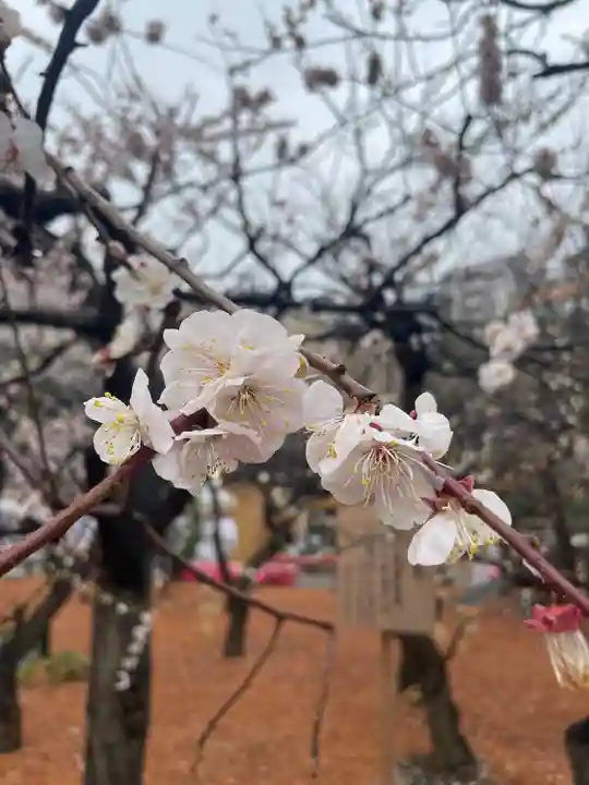 湯島天満宮(東京都)