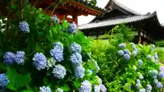 般若寺 ❁﻿コスモス寺❁の自然