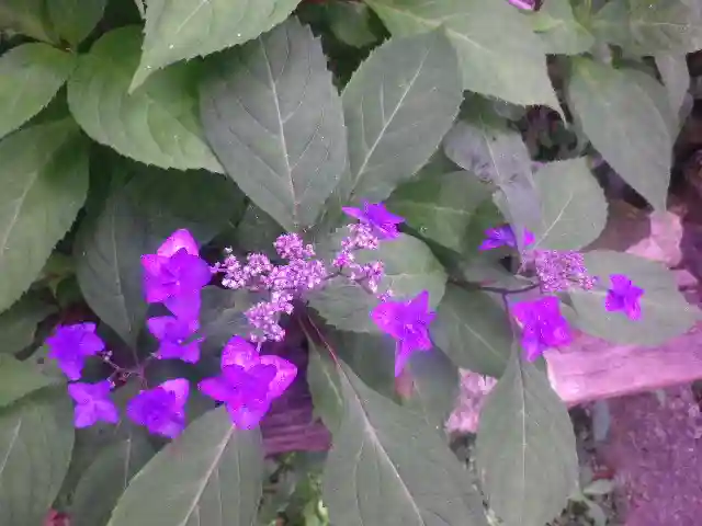 御霊神社の自然