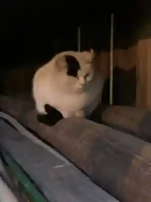 今市報徳二宮神社(栃木県)