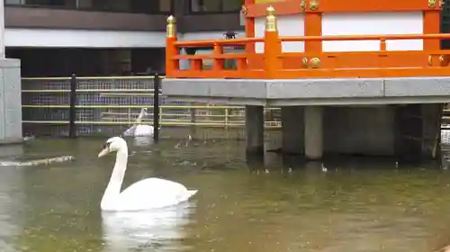 頂法寺（六角堂）の動物