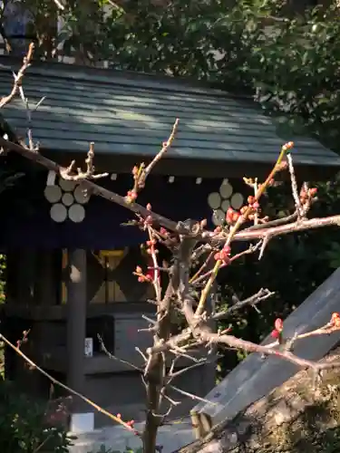 阿佐ヶ谷神明宮の自然