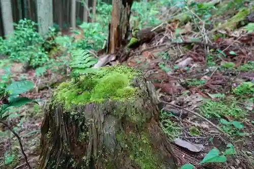 稚児松地蔵の自然