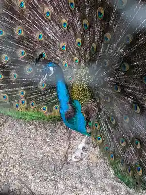田中神社の動物