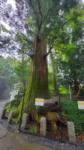 高尾山薬王院(東京都)