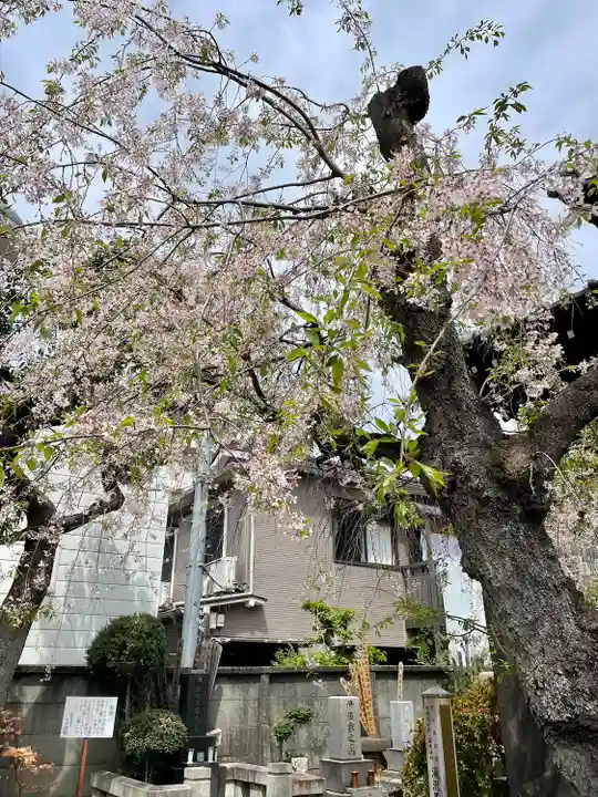 青雲寺(東京都)