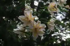 阿久津「田村神社」（郡山市阿久津町）旧社名：伊豆箱根三嶋三社の庭園