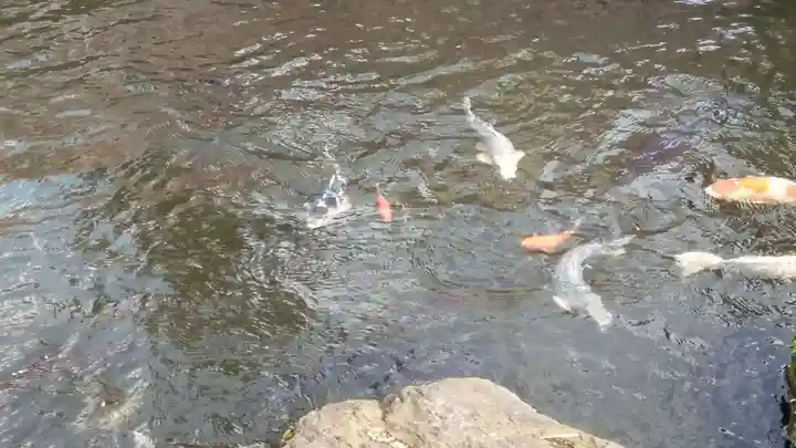 亀井神社の動物