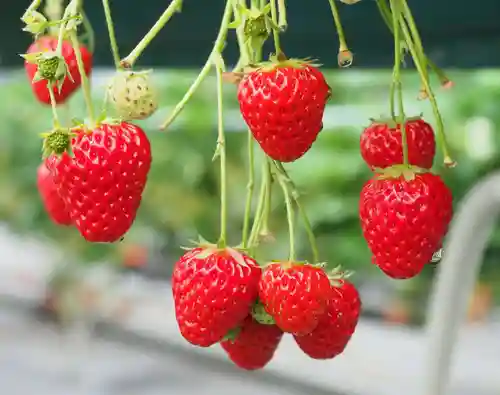 今市報徳二宮神社(栃木県)