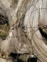 社八幡神社(福島県)
