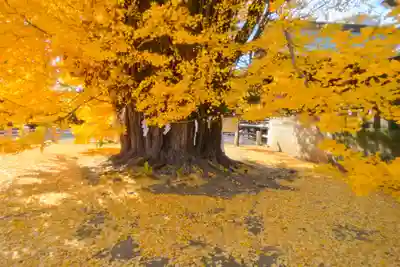 葛飾八幡宮(千葉県)