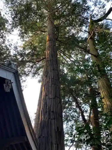 大杉神社　加茂神社の自然