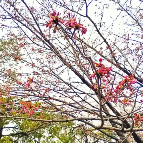 彌彦神社　(伊夜日子神社)の自然