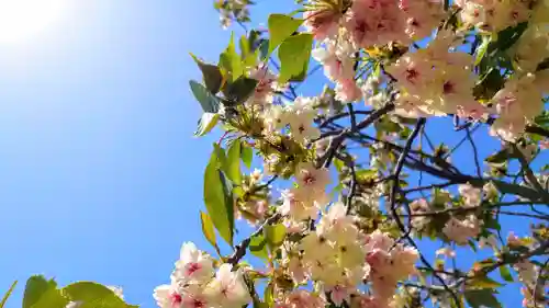 六孫王神社の自然