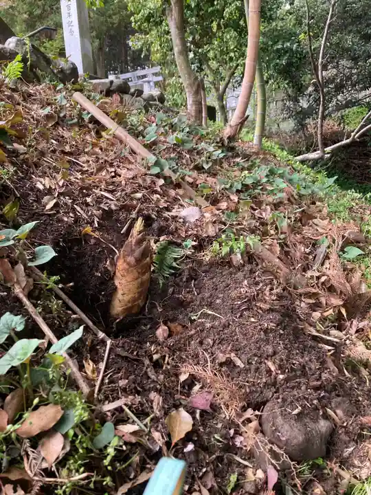 白山神社の自然