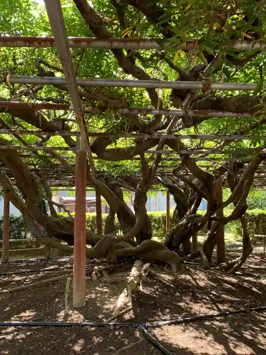 太巌寺(ふじの寺)(三重県)