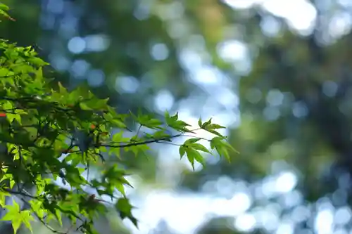 吉野神宮(奈良県)