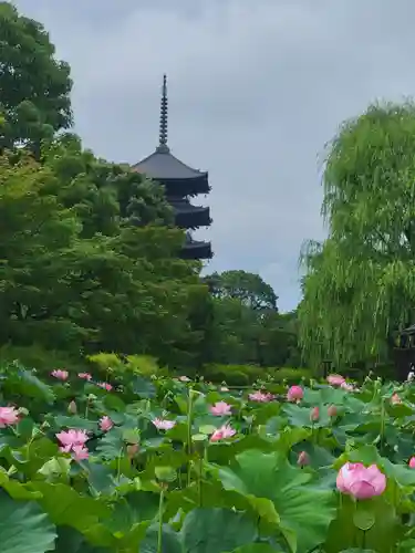 東寺（教王護国寺）の庭園