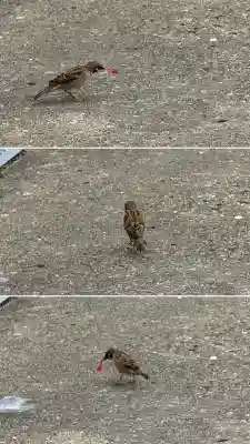 七重浜海津見神社(北海道)