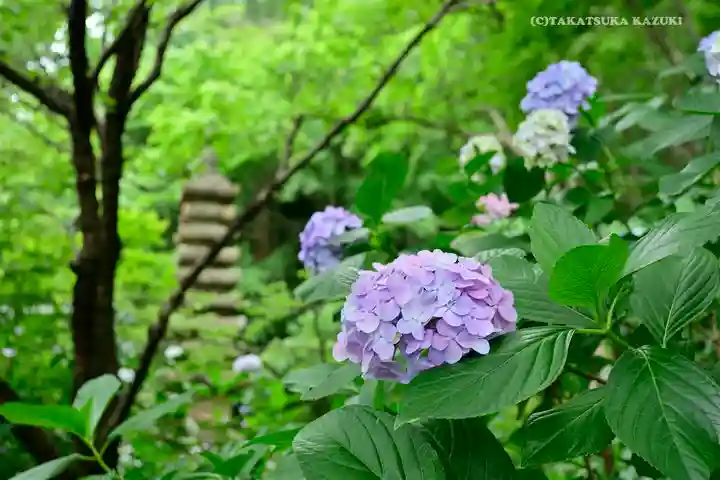 高幡不動尊 金剛寺の自然