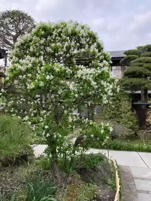 大巧寺(神奈川県)