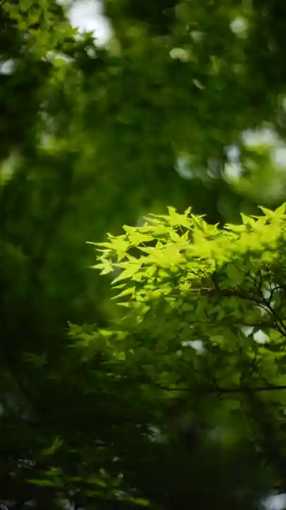 常寂光寺(京都府)