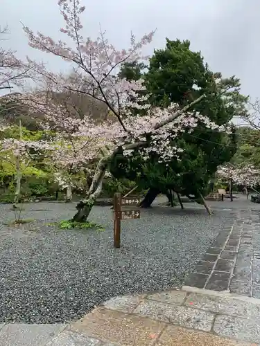 高徳院の庭園