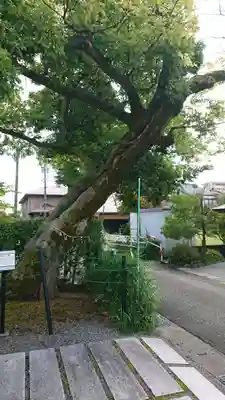 越中稲荷神社の自然