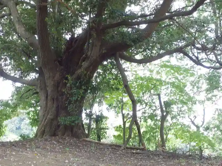 秋葉神社の自然