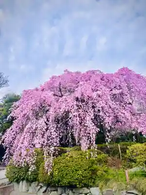 櫻木神社(千葉県)