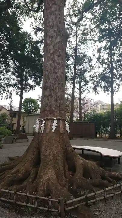 星川杉山神社の自然