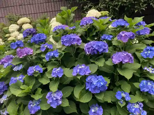 白山神社の自然