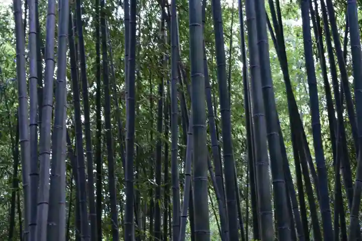 野宮神社の自然