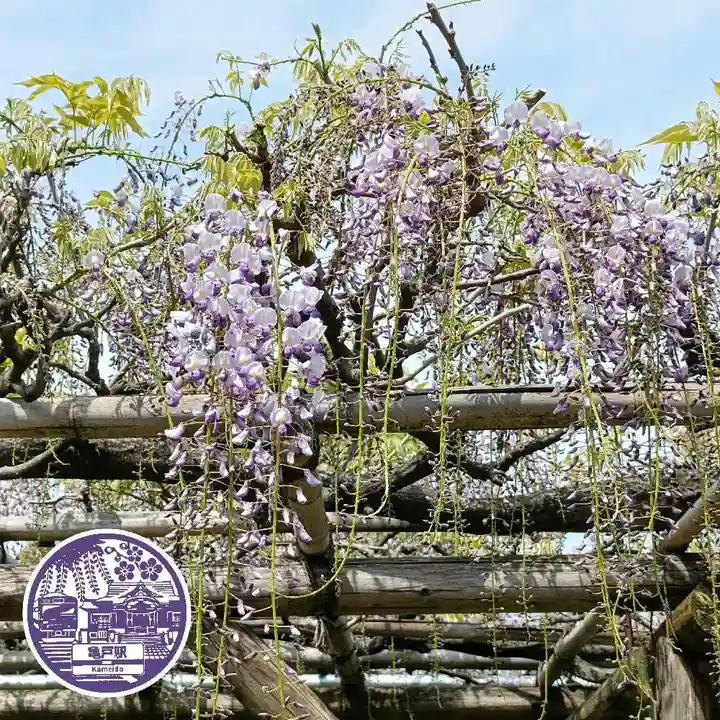亀戸天神社(東京都)