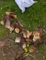 稲荷大明神(神奈川県)