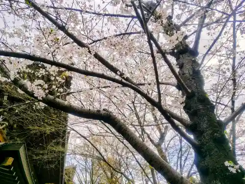 増上寺の{uncategorized: "未分類", other: "その他", undefined: "問題あり", building: "その他建物", grave: "お墓", sacred_gate: "鳥居", guardian: "狛犬", statue: "像", buddha: "仏像", history: "歴史", nature: "自然", garden: "庭園", animal: "動物", pagoda: "塔", temizu: "手水舎", mountain_gate: "山門・神門", sanctuary: "本殿・本堂", subordinate: "末社・摂社", art: "芸術", scenery: "景色", jizo: "地蔵", ema: "絵馬", goshuin: "御朱印", omikuji: "おみくじ", items: "授与品その他", amulet: "お守り", goshuincho: "御朱印帳", eats: "食事", festival: "お祭り", votive_dance: "神楽", shichigosan: "七五三参", wedding: "結婚式", experience: "体験その他", initially: "初詣", around: "周辺", anti_infection: "感染症対策"}