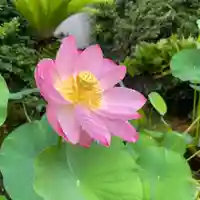 伊勢の国 四天王寺の自然