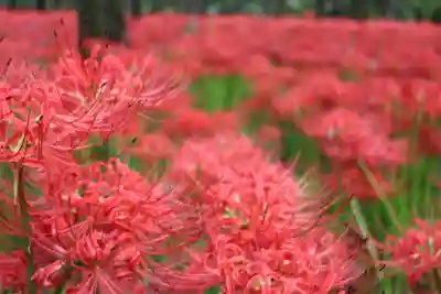 金刀比羅神社の自然