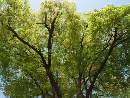 戸部杉山神社の自然