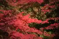 国宝 大法寺の自然