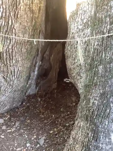 関川社（赤坂町）の自然