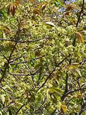 六孫王神社(京都府)