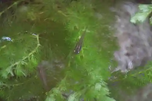 高司神社〜むすびの神の鎮まる社〜の手水