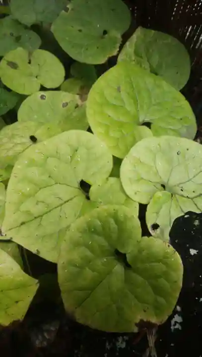 土津神社|こどもと出世の神さま(福島県)