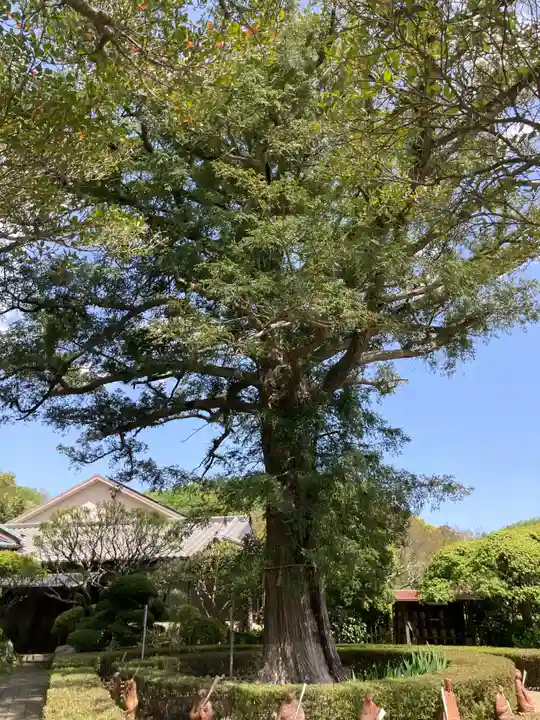 西光寺(神奈川県)