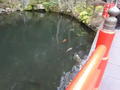 貫井神社の動物